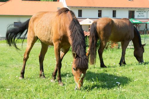 Podskalni Mlyn Hotel Ostopovice Buitenkant foto